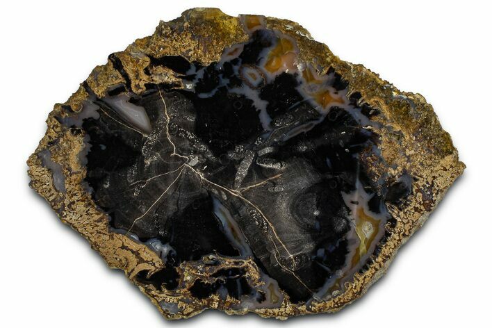 Petrified Wood (Schinoxylon) Round - Blue Forest, Wyoming #365861